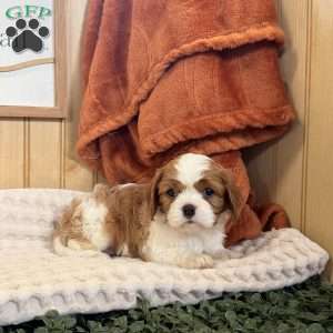 Cloe, Cavalier King Charles Spaniel Puppy